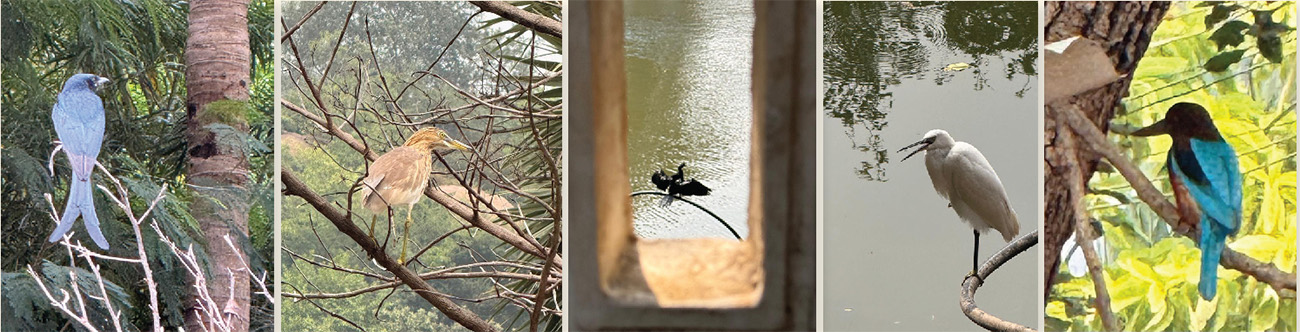 Ashy Drongo at Sri Ramanasramam