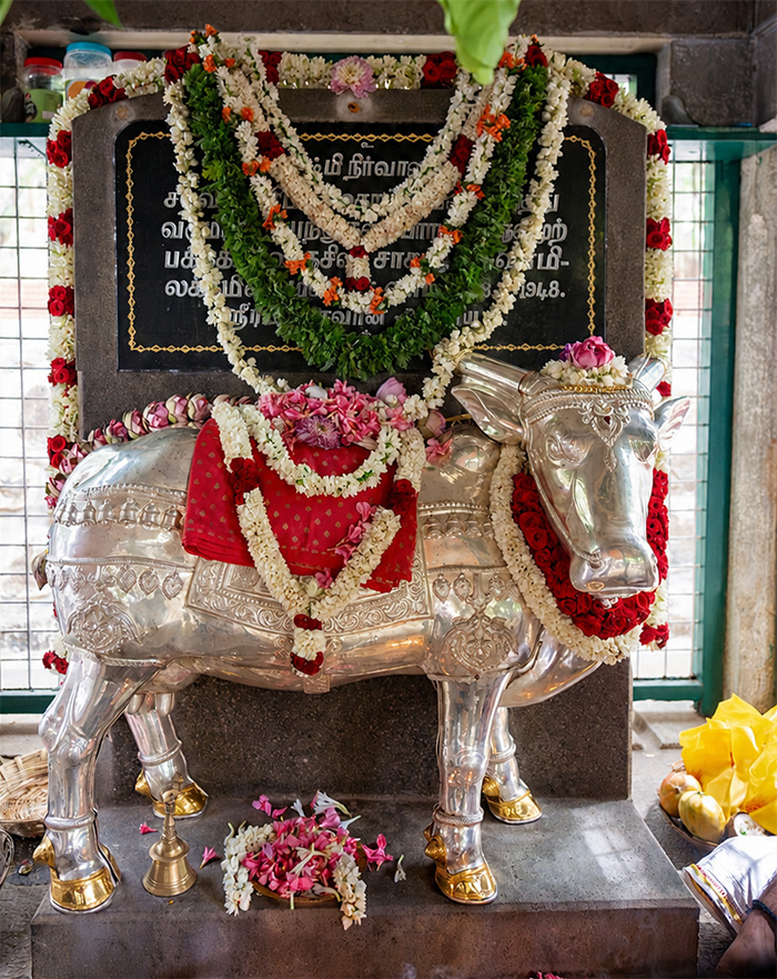 The silver-plated statue at Cow Lakshmi's samadhi shrine decked with garlands for Aradhana Day puja