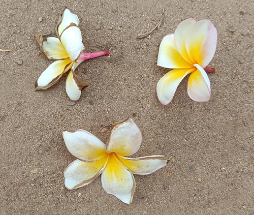 Three white and yellow Frangipani (Champa) flowers lying on sandy soil beside the samadhi shrine of Sadhu Om in Tiruvannamalai